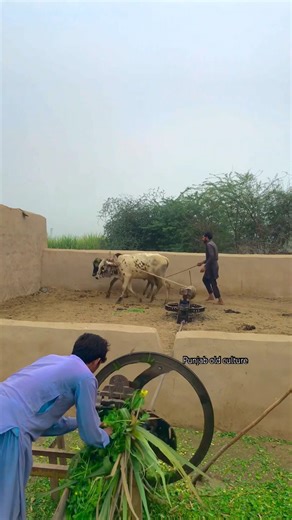 The faster operating system was bulls #viralreels #chaffcutter #trending #villagelife #ytshorts