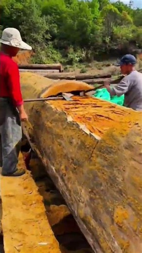 peeling off the thick outer bark from a giant log using a long metal bar #shorts