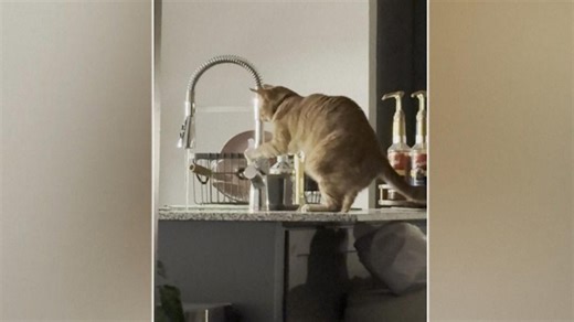 3-legged cat goes viral with faucet play