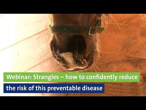 Webinar: Strangles - how to confidently reduce the risk of this preventable disease
