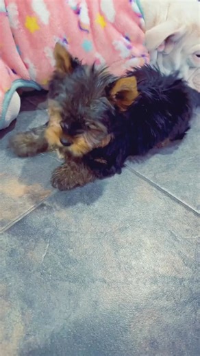 7.1K views · 222 reactions | Baby 麗 #shark #babyshark #funny #play #kids #teeth #happy | Peace Puppies | Facebook