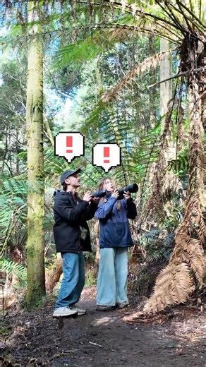 Birding with Cob on Instagram: "ONLY 2 BIRDS TO GO! 🐦‍⬛ Turns out it’s a lot harder than I thought.. . . #birds #birdwatching #pokemon #australia #photography"