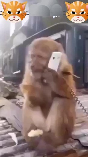 Monkey Use of Smartphone: A Curious Interaction