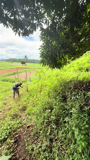 Paano Gumawa ng Low Cost Low Budget pero Magandang Bahay ng itik #duck #farming #buhayprobinsya