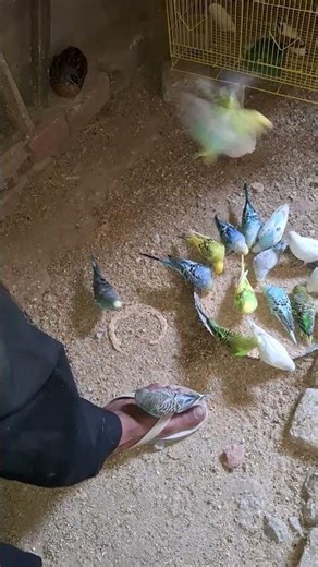 Indian green parrot | 5 May 2026 | Budgies Parrots Setup update | parrot progress and care #birds