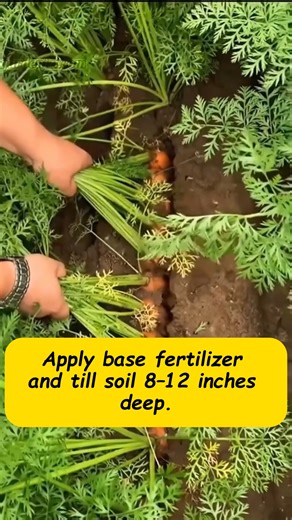 1.1K views | Grow carrots this way, and you’ll achieve carrot self-sufficiency. #plantingtechniques #agriculture #plants #vegetables #vegetablegarden #planttips #garden #gardening #farm #farmlife #farming #gardentok #growth #grow #gardeningtips #garlic #carrot | The Green Corner | Facebook