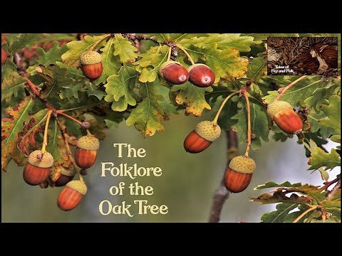 THE FOLKLORE OF THE OAK TREE. Acorns, Galls, Superstitions, Oak Apple Day, Oak King and Holly King