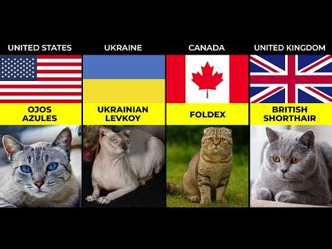 Cat Breeds From Different Countries