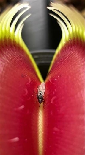 The Rarest Venus Flytrap Ever Discovered! #RarePlants #Flytrap #NatureFacts