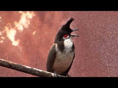 Red-whiskered Bulbul bird singing