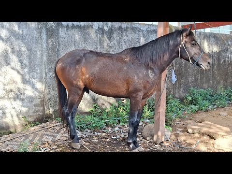 REVIEWING MASSIVE AND WELL-FED STALLIONS AT THE MARKET | HORSE BUSINESS PART 31