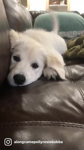 791K views · 19K reactions | Along Came Polly, Rosie and Bubba on Reels | Facebook