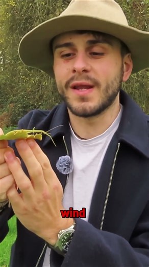 Why Stick Insects "Dance" #nature #wildlife #britishwildlife #animals