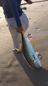 Beach Monster! #fishing #giant #monster #beach #surffishing | Bearded Brad