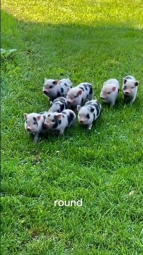 Micro Pig Fun Facts 🐷🐷