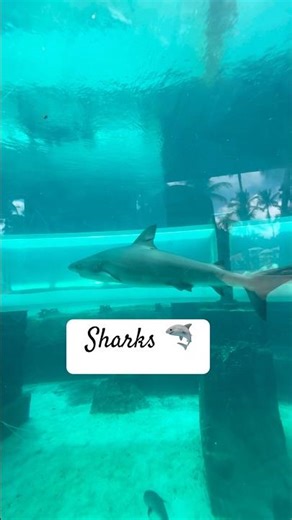 Atlantis Bahamas | The Caribbean reef shark #coral #travel #shortsfeed #trendingshorts #viral