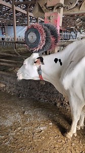 Children. Big dumb children. Fortunately she's fine and now we know we need to reinforce that door 😅 | IowaDairyFarmer