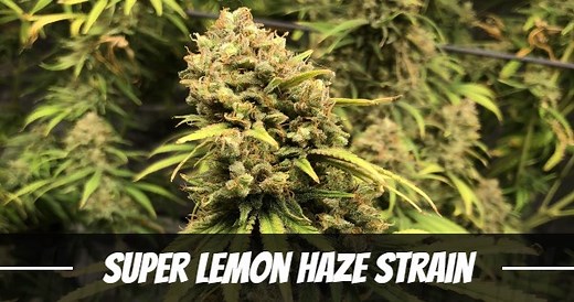 Super Lemon Haze Marijuana Strain Information and Review