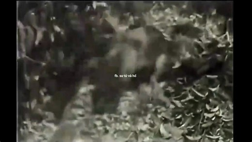 Sư tử và hổ trong phim Jungle Jim năm 1937. | Sư tử và Hổ