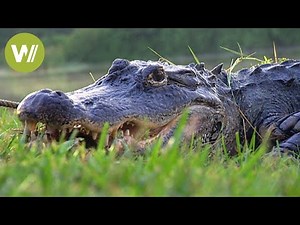 Florida: the alligators of the Everglades