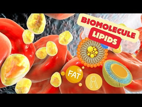🔥 Lipids Explained: Types, Functions & Importance in the Body 🧪