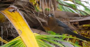 Great-Tailed Grackle or Mexican Grackle (Quiscalus mexicanus) Female on Palm Tree Close-up