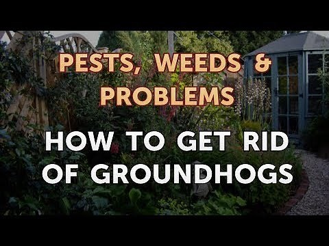 How to Get Rid of Groundhogs