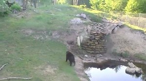 Memories of small bears playing and climbing trees in the warm U.P. weather! You can join the Bear Club to help with the rescue of more cubs and bears this season like Scott Opland: http://www.oswaldsbearranch.com/index.php?page=Bear_Club Thanks for your support with Shares & Likes! | Oswald's Bear Ranch
