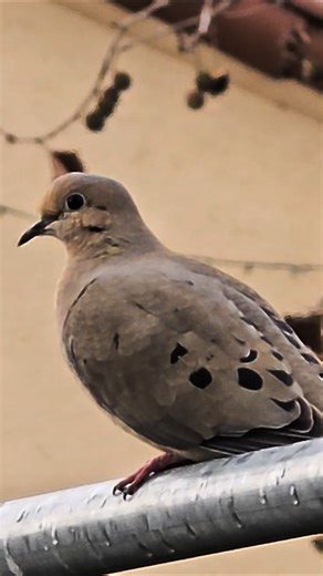 morning dove #morningdove #dove #birds #wildlife #fun