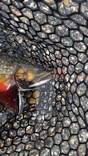 Brook trout explained👇 Brook trout are North America’s iconic “native trout”. Anglers call them brookies, and catching one is like earning a badge from the backcountry: these fish live where the water is cold, clean, and oxygen-rich, tucked into shaded headwater streams and chilly lakes across eastern North America, often clinging to high-elevation mountain creeks where only the healthiest systems can support them. How To ID a Brookie: look for the signature worm-like yellow squiggles on the ba