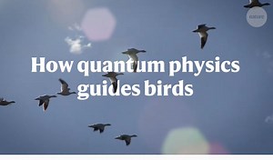 Science: Birds Navigating With Quantum Mechanics