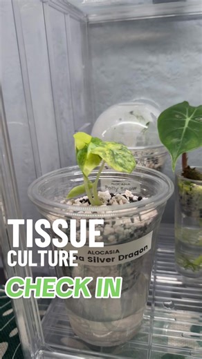 Tissue Culture Insights for Plant Lovers