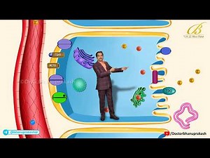 Thyroid Hormone Synthesis Animation: Iodine Trapping, Organification & Coupling / Dr G Bhanu Prakash