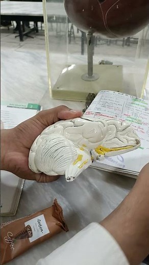 brain model sulcus and gyrus part 3 anatomy