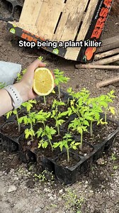 Identify plants & diseases 🔎 Get customized care plans💚 Learn how to water and fertilize your plants👩‍🌾 Connect with plant enthusiasts🌿 | PlantIn AI: Never Kill Your Plants