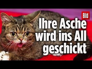 Lil Bub, das Kätzchen mit dem Knautschgesicht ist tot