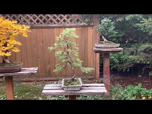Douglas Fir Bonsai - Styling