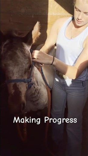 Baby Horse Training: Getting Comfortable With the Bitless Bridle