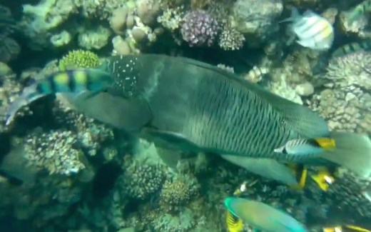 你知道arduino mega 2560该如何读吗？