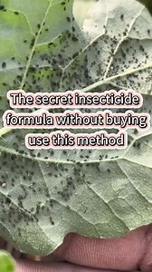 266K views · 5.9K reactions | The Secret Insecticide Formula without Buying Use This Method #garden #gardening #gardeningtips #planting #farming #plants #vegetablegarden #plant #outdoorgarden #indoorgarden #fypシ #viralreelsシ | Garden and Planting Tips | Facebook