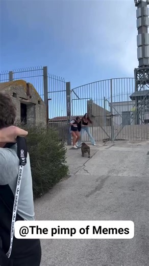 The way the monkey was hiding in the corner 😂 | The pimp of memes