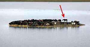 HISTORICAL RESCUE: SIX BRAVE WOMEN SAVE HUNDREDS OF HORSES TRAPPED ON AN ISLAND ! The all-female riders — Susan, Micky, Antje, Hinke, Christina, and Fardow — heeded the call. They met the next day to bring the horses to safety. In 2006, what came to be known as the Great Netherlands Horse Rescue occurred. A strong storm had left the wilderness of Marrum, a small village in Friesland, Netherlands, full of sea water, causing a herd of at least 100 horses--some reports say up to 200 horses--to be t