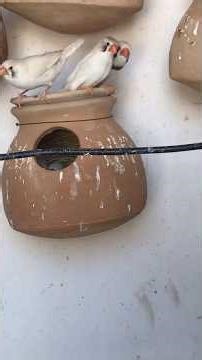 Adorable Zebra Finch Couple's Love Moment & Nesting! Hatching Baby Chicks [Shorts]