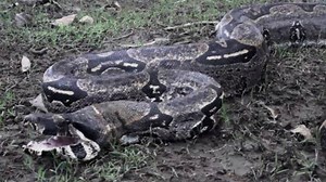 Woman choked by pet boa constrictor, rescuers ‘had to cut off its head' to save her