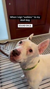 179K views · 8.3K reactions | One of his favorite signs.. WALK! He screams when we sign it  #walk #asl #signlanguage #deafdog #deafdogsrock #communication #deaf #foryou #fypシ゚ | Deaf Dog of MN | Facebook