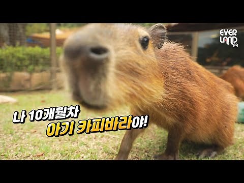 [동물극장] 뿌빠타운에 전학생 등장?! ｜ 에버랜드 뿌빠타운 새로운 아기 카피바라