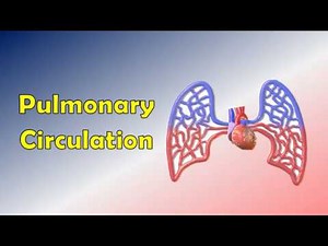 Pulmonary circulation of blood (Video + Audio); Circulatory system