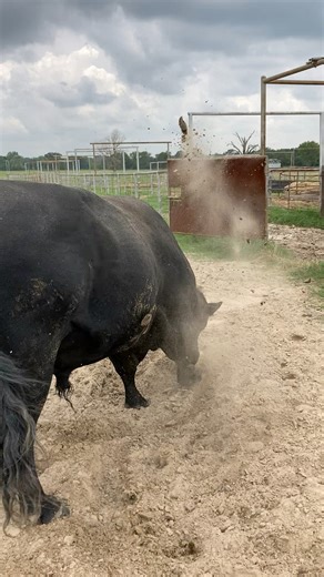 This might be the best Kevin the Grumpy Bull video ever! Watch until the end 😂 | Texas Rancher