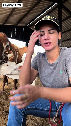 Person Interacting With Cow in Barn Setting