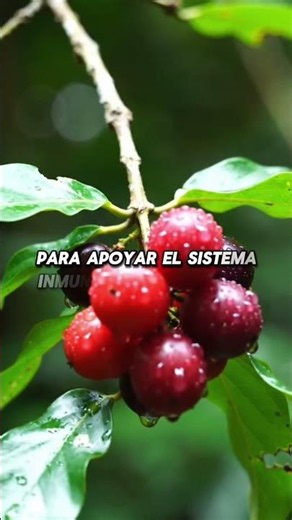 Camu Camu: El Gigante Nutricional de la Amazonía #elementals #yosoydelos7mil